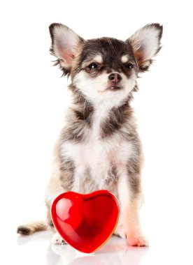 Chihuahua köpek yavrusu kırmızı kalp yakın