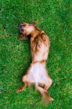 Otların arasındaki köpek