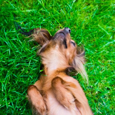 Otların arasındaki köpek