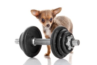 dumbbell yakınındaki Chihuahua yavrusu