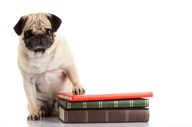 kitap yakın Pug köpek