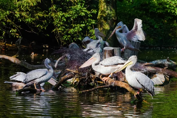 Pelikaner på dammen — Stockfoto