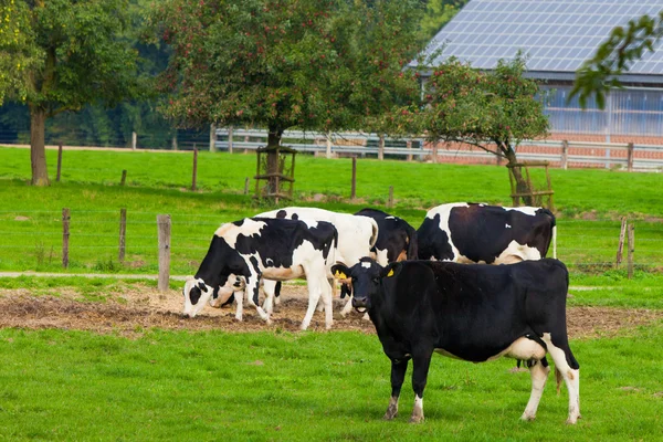 Kor på ängen — Stockfoto