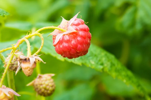 Ripe raspberry — Stock Photo, Image