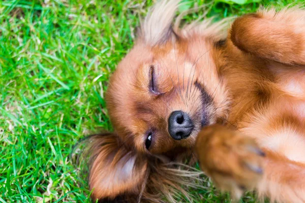 Hond in het gras — Stockfoto