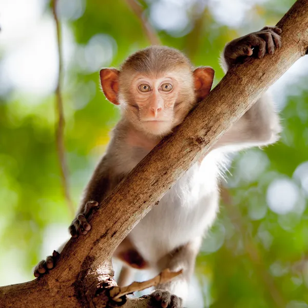 Pequeño mono. — Foto de Stock