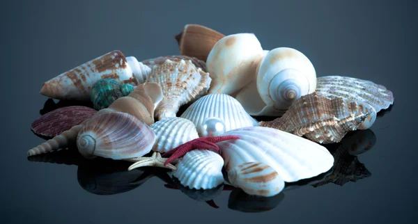 Seashell collectie — Stockfoto
