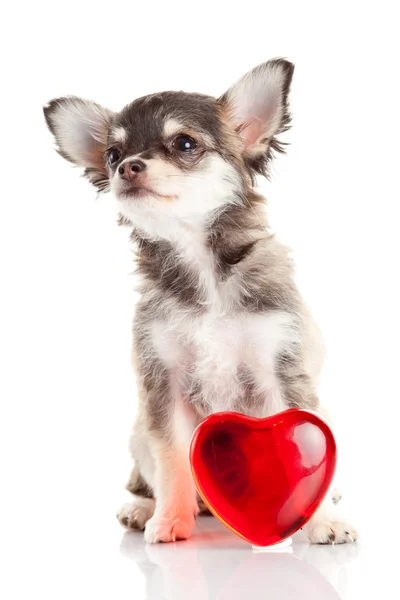 Čivava štěně červené srdce — Stock fotografie