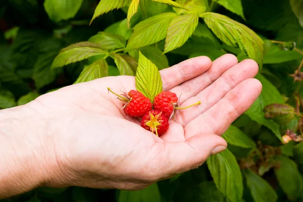 Healthy raspberries — Stock Photo, Image