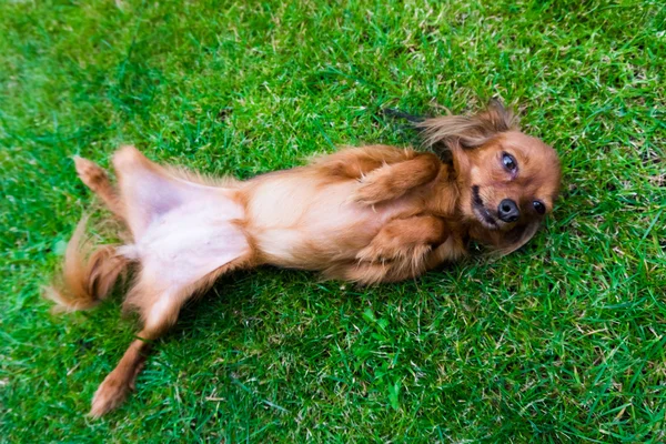 Perro en la hierba — Foto de Stock