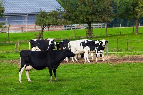 Koeien op de weide — Stockfoto