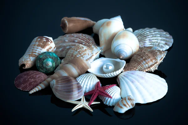 Deniz kabuğu toplama — Stok fotoğraf