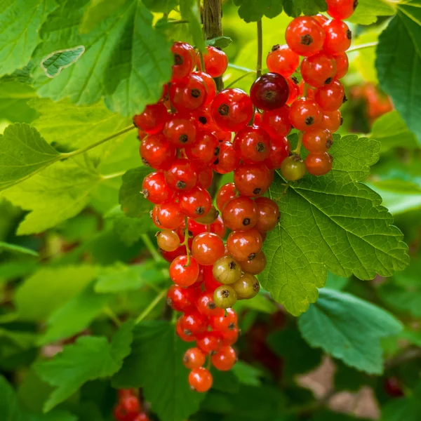 Groseille rouge dans le jardin — Photo