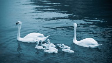 kızlarla kuğu. Mute swan aile