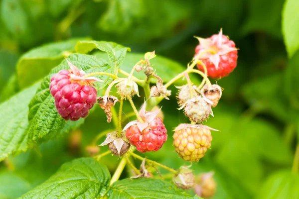 Ripe raspberry. — Stock Photo, Image