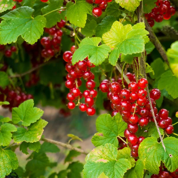 Redcurrant 베리 열매와 잎 — 스톡 사진