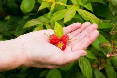 Eldeki kırmızı meyveler. taze çekilmiş ahududu 