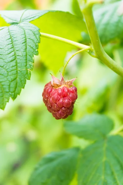 Ripe raspberry. — Stock Photo, Image