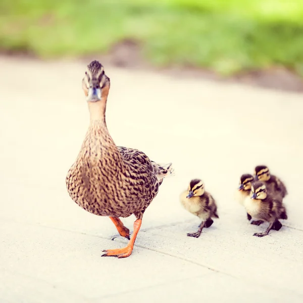 Famiglia di anatre — Foto Stock