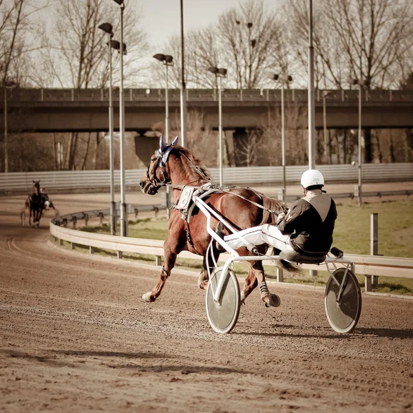 Trav häst — Stockfoto