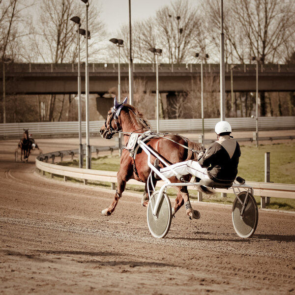 Harness Racing horse