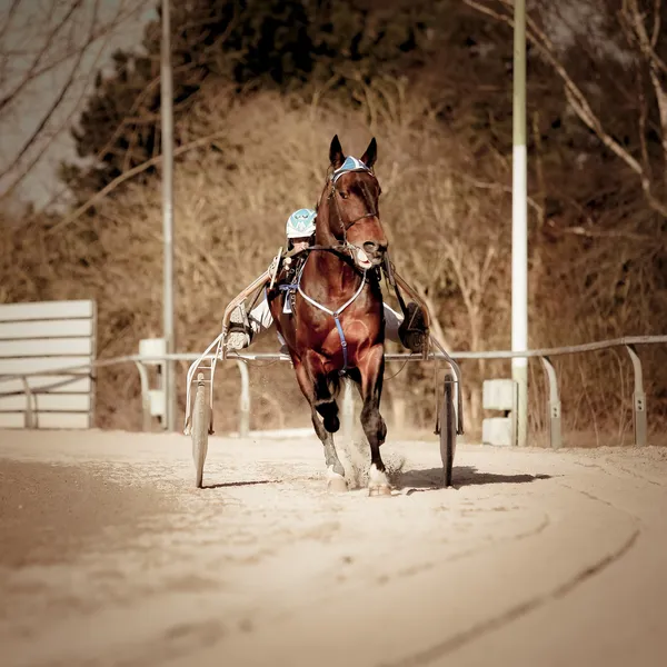 Trav häst — Stockfoto