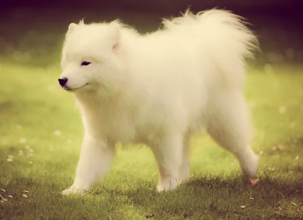 Cão de Samoyed — Fotografia de Stock