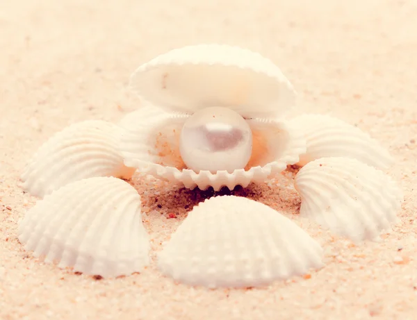 Shell on beach — Stock Photo, Image