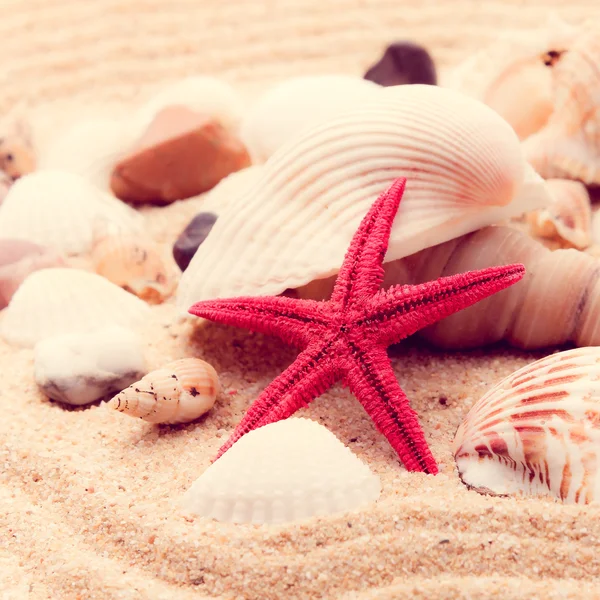 Shell and starfish — Stock Photo, Image