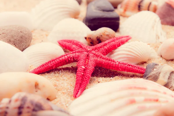 Shell and starfish on beach — Stock Photo, Image