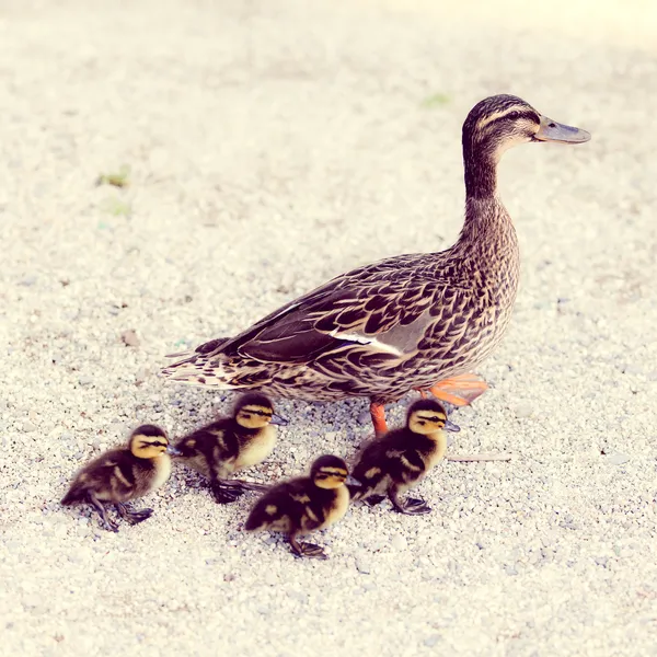 Família de patos — Fotografia de Stock