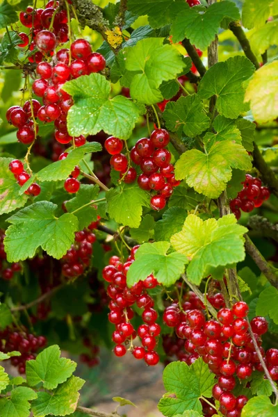Fresh redcurrant berry fruits and leaf.  Redcurrants.  Red curra — Stock Photo, Image