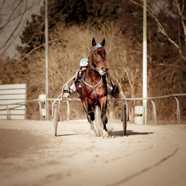 Harness Racing horse — Stock Image Harness Racing horse Royalty Free Stock Images