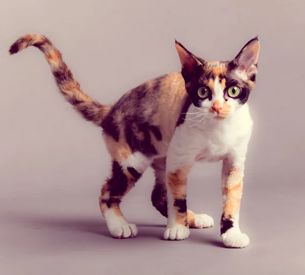Devon rex cat — Zdjęcie stockowe