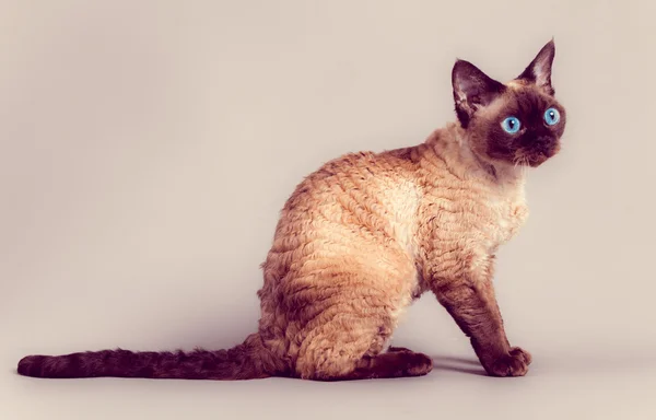 Devon Rex gato — Fotografia de Stock