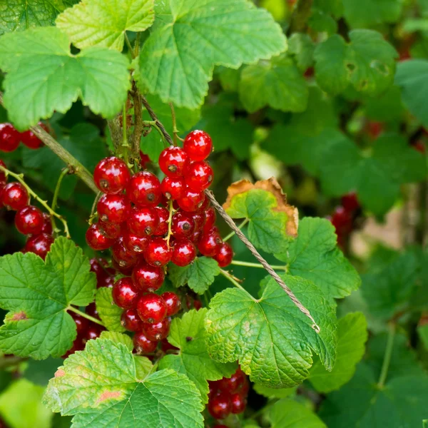 Redcurrants — Stock Photo, Image