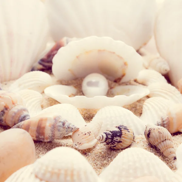 Shell na praia — Fotografia de Stock