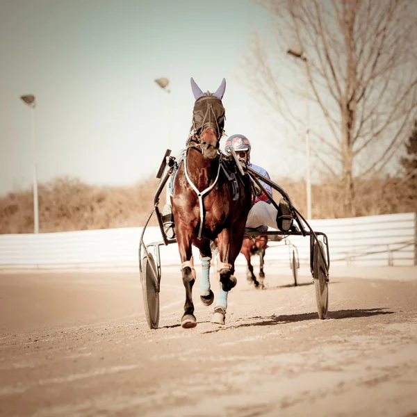 Harness Racing — Stock Image Harness Racing Royalty Free Stock Images