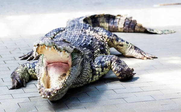 Angry crocodile — Stock Photo, Image