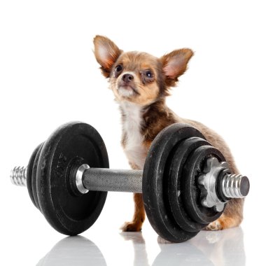 şirin chihuahua köpek