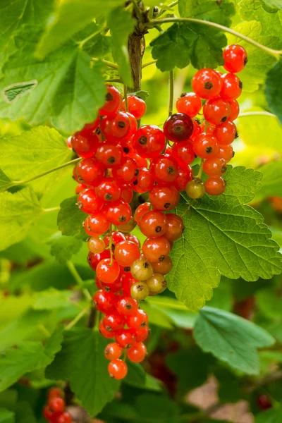 Fresh redcurrant berry fruits — Stock Photo, Image