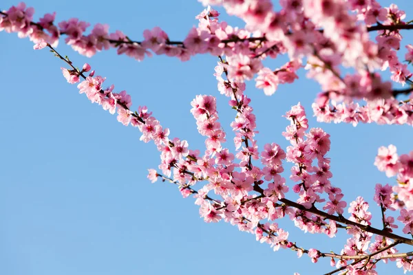 Sakura virágokat — Stock Fotó