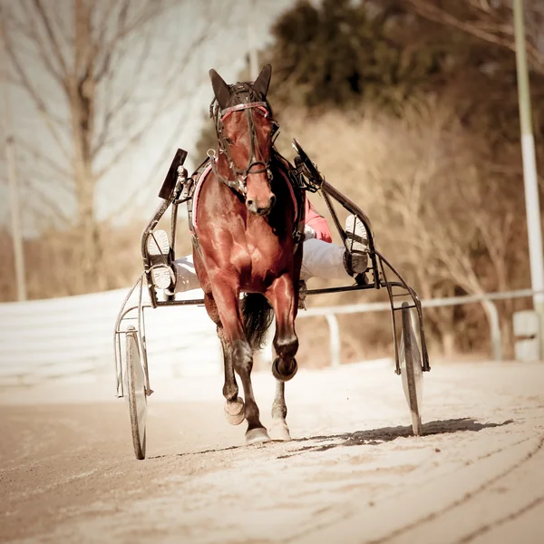 Harness Racing horse — Stock Image Harness Racing horse Royalty Free Stock Images