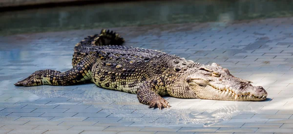 Crocodile. — Stock Photo, Image