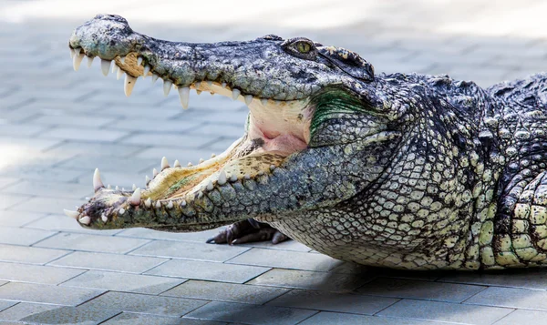 Crocodile — Stock Photo, Image