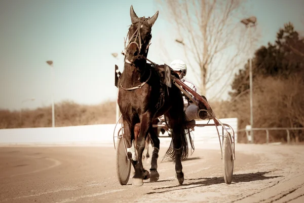 Harness Racing horse — Stock Photo, Image