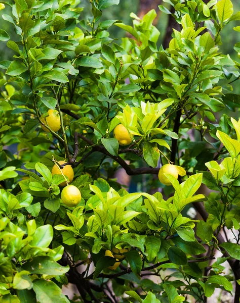 Lemon on the tree — Stock Photo, Image