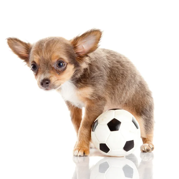 Schattig chihuahua pup — Stockfoto