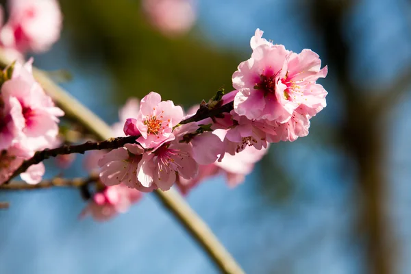 Sakura flowers — Stock Photo, Image