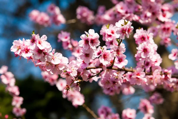 Sakura květiny. — Stock fotografie